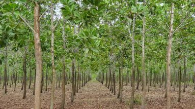 compromiso cooperativo