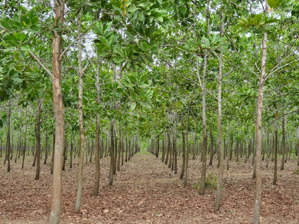Cooperación Verde: Un compromiso cooperativo para preservar el medio ambiente